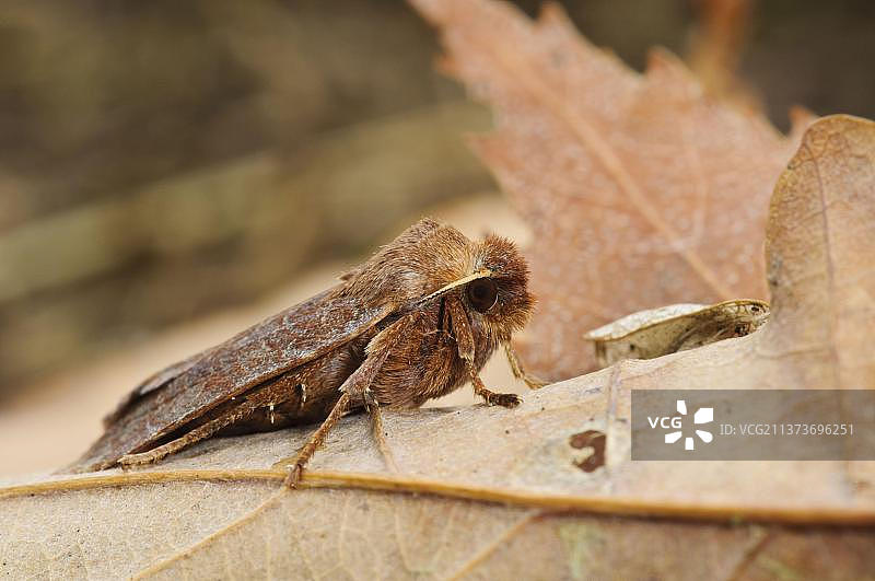 夜蛾科昆虫：栖息在英国诺丁汉郡克伦伯公园的Protolampra sobrina成虫图片素材
