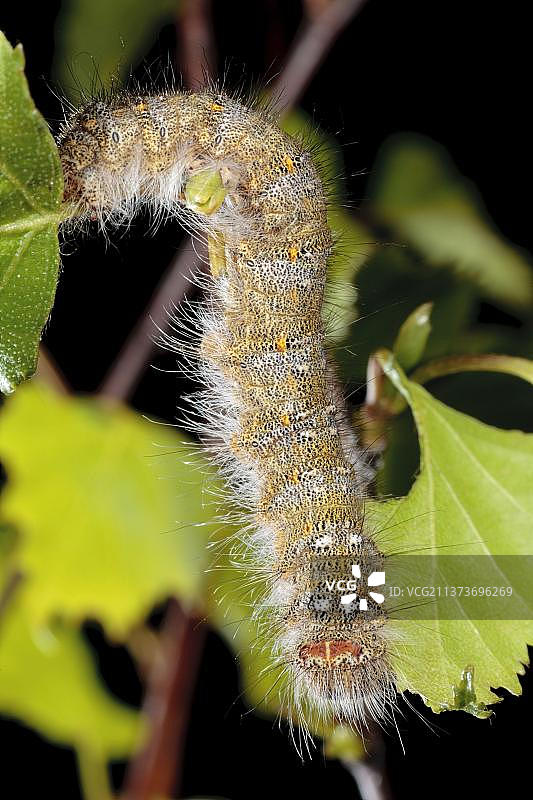 12月蛾(Poecilocampa populi)，秋百灵鸟，小白杨百灵鸟，秋百灵鸟，昆虫，飞蛾，蝴蝶，动物，其他动物，12月蛾终年幼虫，吃白桦树叶，波伊斯，威尔士，英国，欧洲图片素材