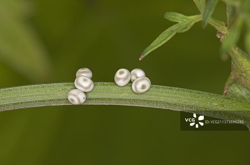 欧芹茎上的饮水蛾卵，英国诺福克图片素材