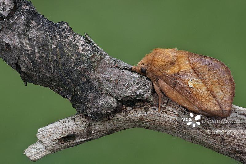 饮水蛾图片素材