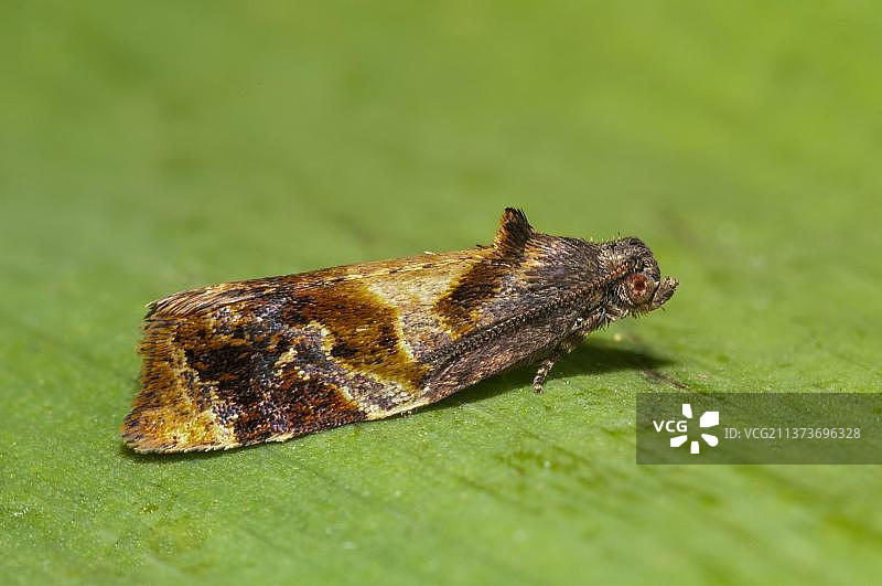 红带卷蛾成虫，栖息在英国北约克郡花园的叶子上图片素材