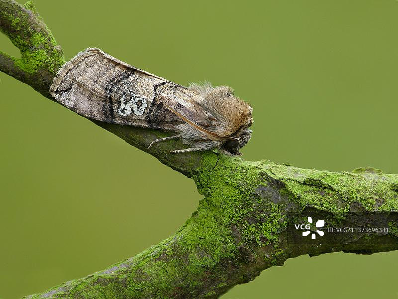 八十纹夜蛾，蓑蛾科，昆虫，蛾，蝴蝶，动物，栖息在树枝上图片素材