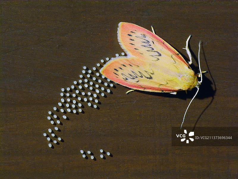 蔷薇灯蛾（Miltochrista tiger moth），在木栅栏上产卵，意大利北部图片素材