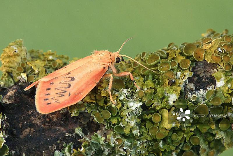 玫瑰蛾图片素材