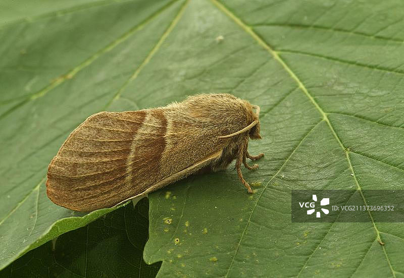 resting on leaf, Norfolk, England, United Kingdom, Europe图片素材