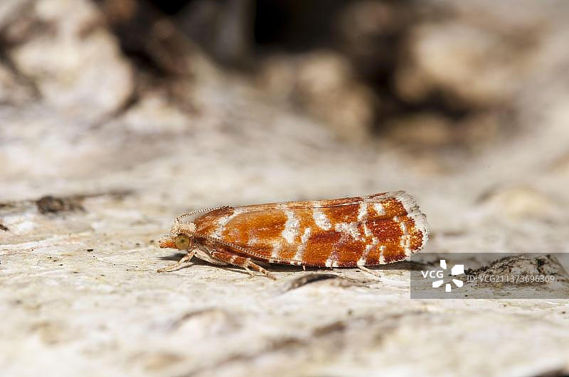 spotted翅蛾(Rhyacionia pinicolana)成虫，栖息在疣状桦树(Betula pendula)树干上图片素材