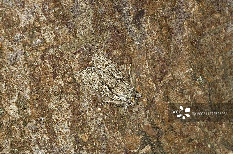 英国诺福克树皮上的淡色小翅夜蛾图片素材