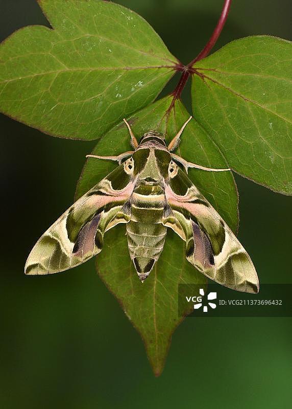 夹竹桃天蛾（Daphnis nerii），其他动物，昆虫，蝴蝶，夹竹桃天蛾成虫图片素材