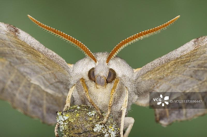 欧洲杨树鹰蛾（Laothoe populi）头部特写图片素材