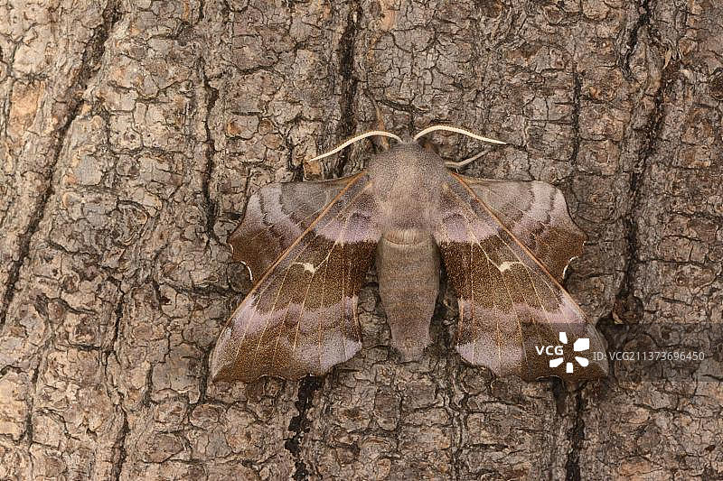 白杨天蛾，粉红色成年飞蛾栖息在树皮上，英国牛津郡图片素材