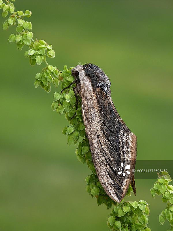 在花园酸模茎上栖息的成年雄性女贞天蛾图片素材