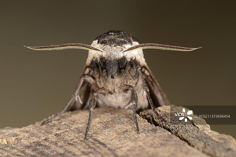 夹竹桃天蛾成虫头部和触须特写，英国牛津郡图片素材