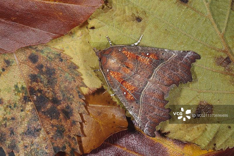 角鸮、橙角鸮、夜蛾、昆虫、飞蛾、蝴蝶、动物图片素材