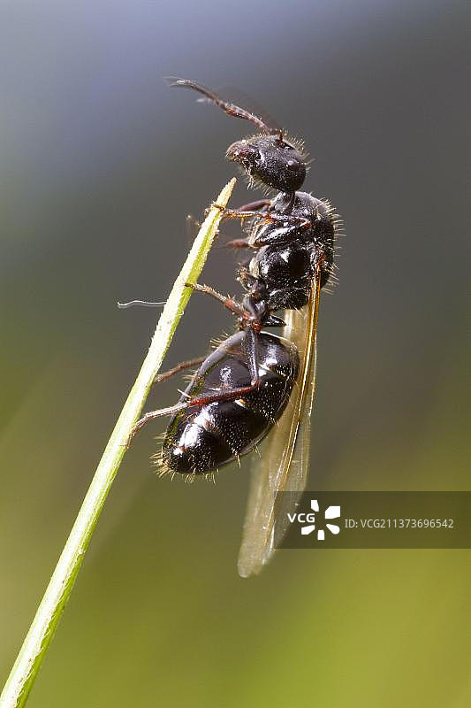 弓背蚁（Camponotus piceus）带翼成虫，蚁后准备在婚飞，法国比利牛斯山脉图片素材