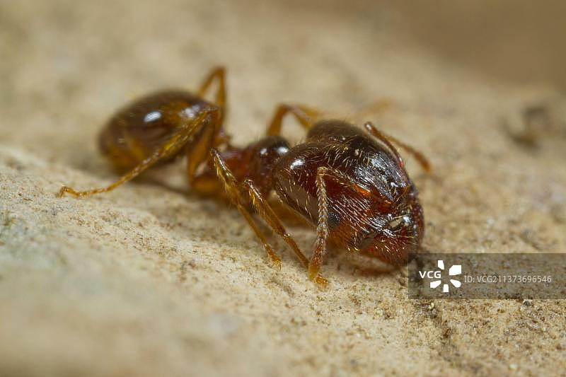 地中海二形蚁(Pheidole pallidula)成年，大头工蚁，盒子咀嚼种子来喂养殖民地，圣马丁岛，奥德，朗格多克-鲁西隆，法国，欧洲图片素材