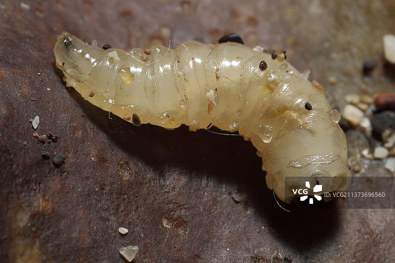 海草蝇（Coelopidae spec.），海滩碎屑中的蛆虫，英国多塞特郡珀贝克岛金默里奇图片素材