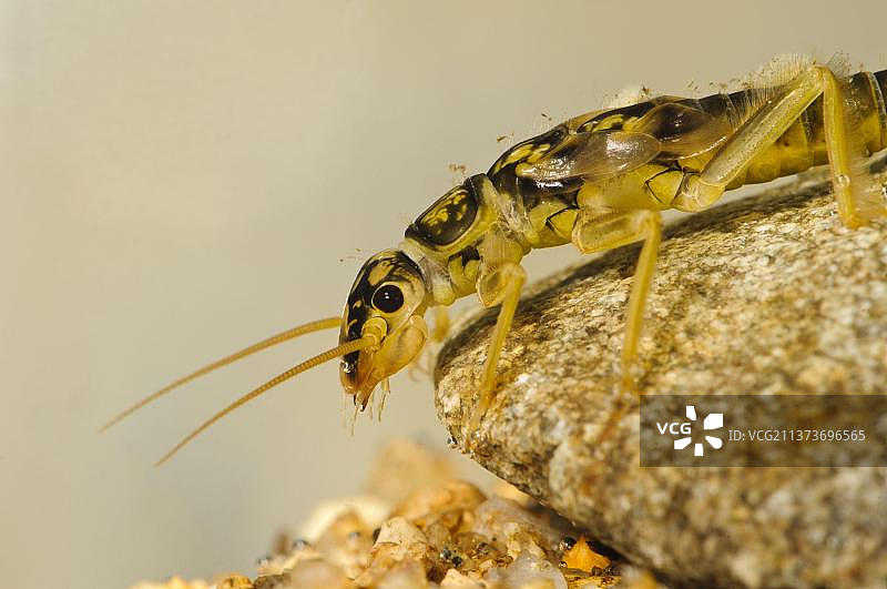 水下石蝇若虫，英国图片素材