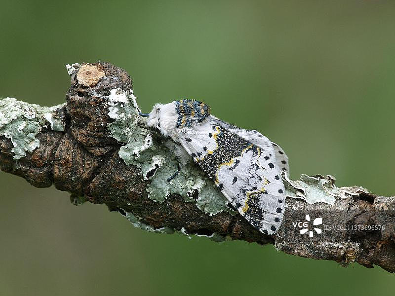 意大利坎诺比纳山谷：停歇在树枝上的桤木猫蛾图片素材