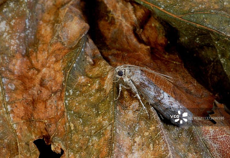 停留在枯叶上的橡树结角蛾（Phycita roborella）成虫，英国诺福克图片素材