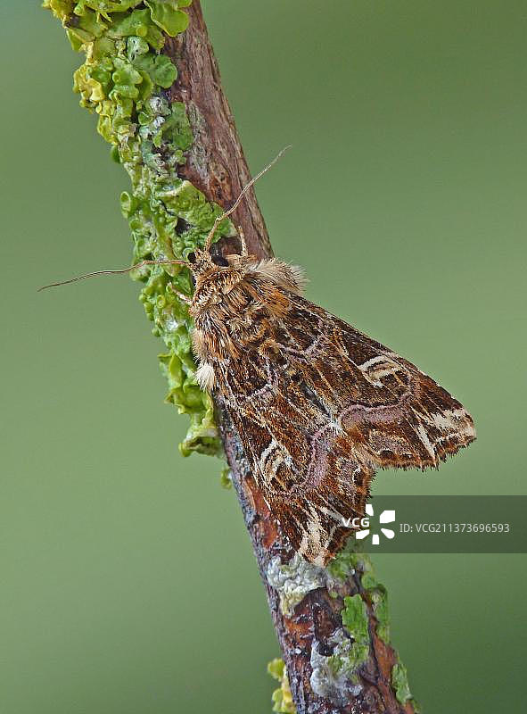 鹰鸮、昆虫、夜蛾、蝴蝶、动物：栖息在意大利树枝上的拉丁蛾图片素材