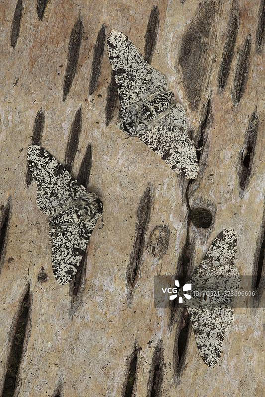 桦尺蠖浅色型三只成虫栖息桦树皮图片素材