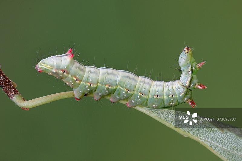 小翅毒蛾（Ptilodon capucina）在疣状桦树（Betula pendula）叶子上觅食，英国莱斯特郡图片素材