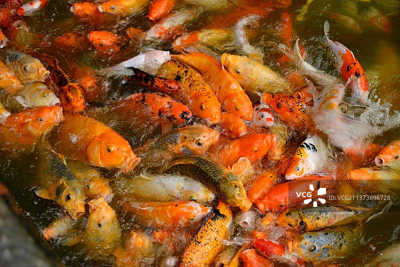 越南顺化皇城鲤鱼图片素材