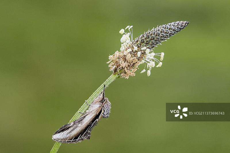 英国诺福克的小燕蛾成虫，栖息在肋果车前草的茎上图片素材