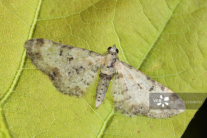夜蛾科昆虫，栖息在波伊斯上的大理石尺蛾成虫图片素材