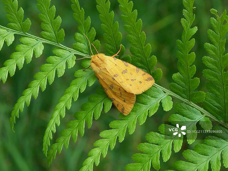 黄虎蛾停在欧洲蹄盖蕨叶上图片素材
