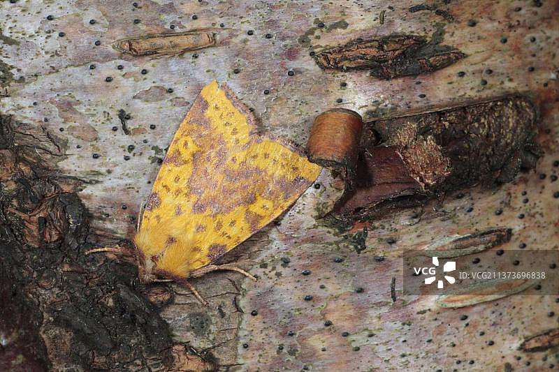 栖息在树皮上的粉红横条蛾成虫，威尔士波伊斯图片素材