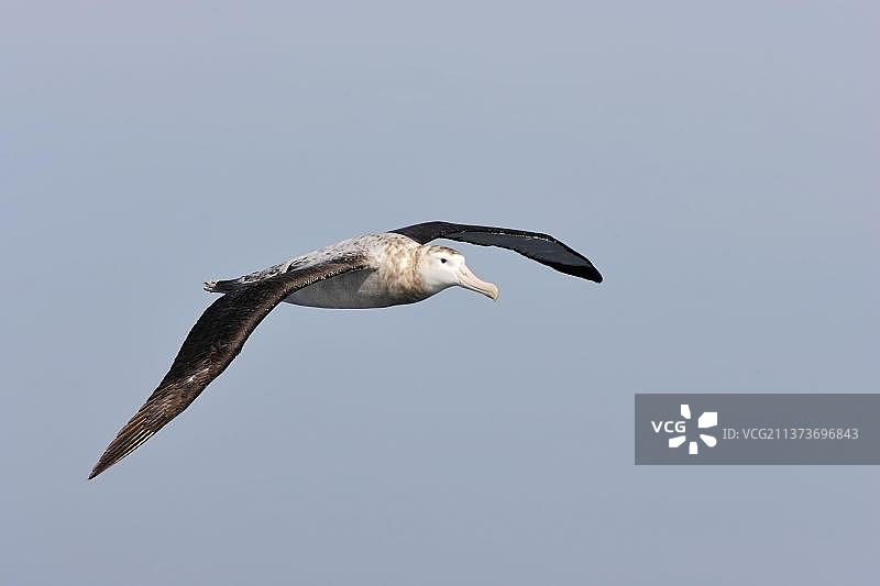 南乔治亚岛上飞行中的亚成年漂泊信天翁图片素材