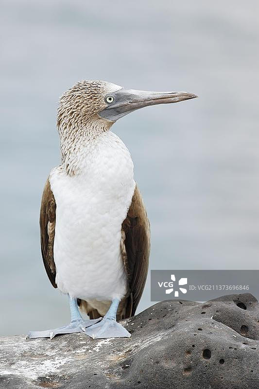 蓝脚鲣鸟成鸟站在埃斯帕诺拉岛加拉帕戈斯群岛的海岸岩石上图片素材