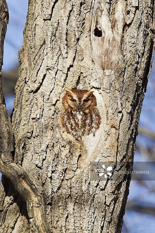 红毛东美角鸮，成鸟栖息在华盛顿特区树洞里图片素材
