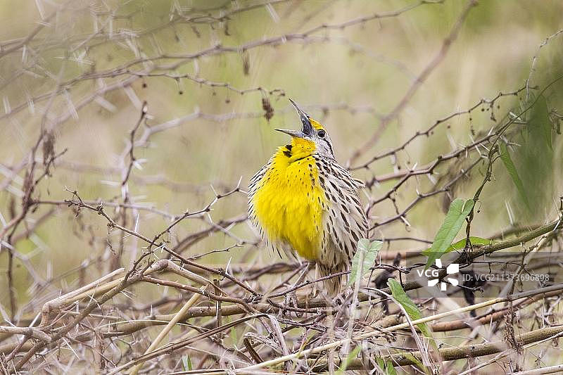 成年东方草地鹨在树枝上鸣叫图片素材
