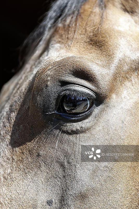 马的眼睛细节，巴登-符腾堡州，德国，欧洲图片素材