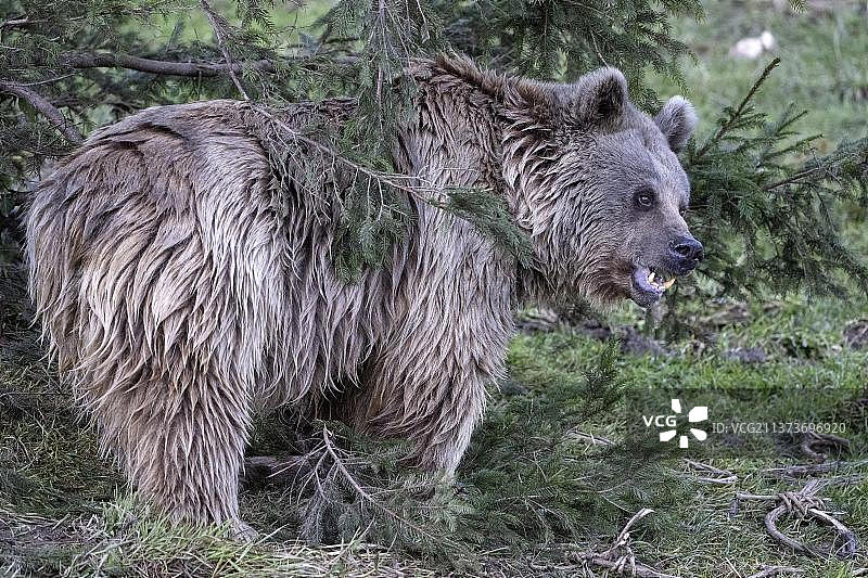 叙利亚棕熊（Ursus arctos syriacus）图片素材