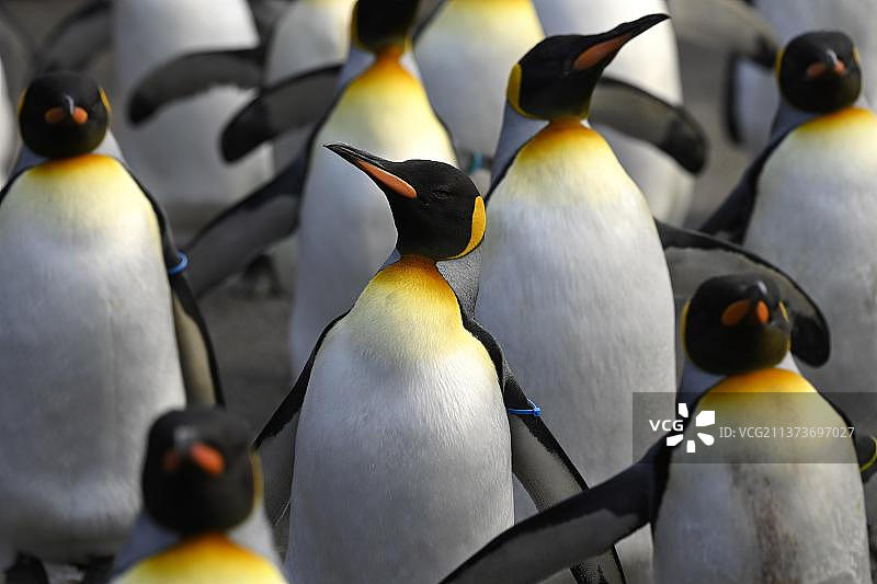 欧洲瑞士巴塞尔动物园：圈养的巴塔哥尼亚王企鹅图片素材