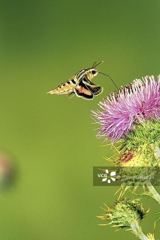 天蛾科昆虫：飞行中的白线天蛾（Hyles lineata）正在蓟花上觅食，美国图片素材