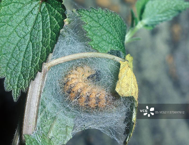 俄罗斯熊，绿熊，虎蛾，昆虫，飞蛾，蝴蝶，动物，欧洲图片素材
