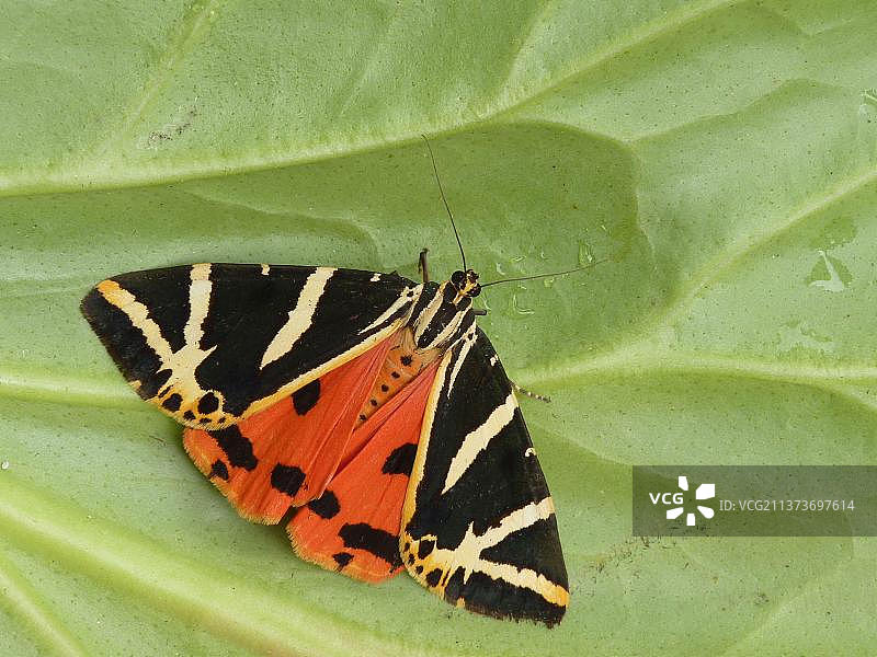 俄罗斯熊、格鲁纳熊、绿熊、美丽熊、虎蛾、西班牙旗、昆虫、蛾、蝴蝶、动物、其他动物、虎蛾成虫,展示红色后翅,泽西岛,欧洲图片素材