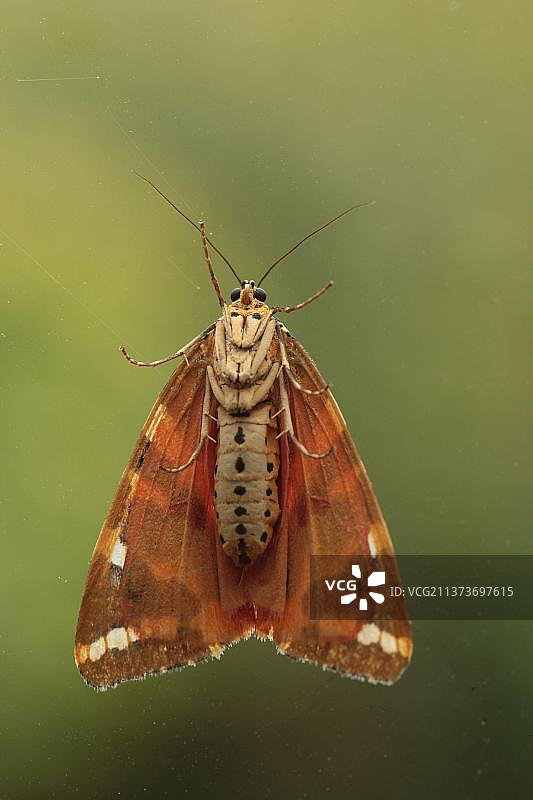 欧洲虎蛾成虫图片素材