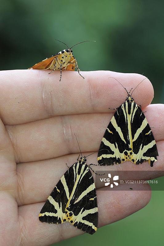 俄罗斯熊、格鲁纳熊、绿熊、美丽的熊、泽西虎蛾，三种成虫栖息在人身上图片素材