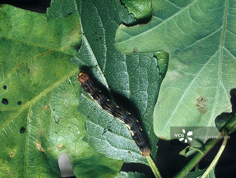 霜尺蛾幼虫图片素材