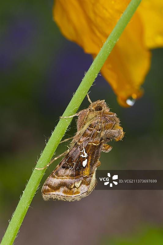 金色普通夜蛾图片素材