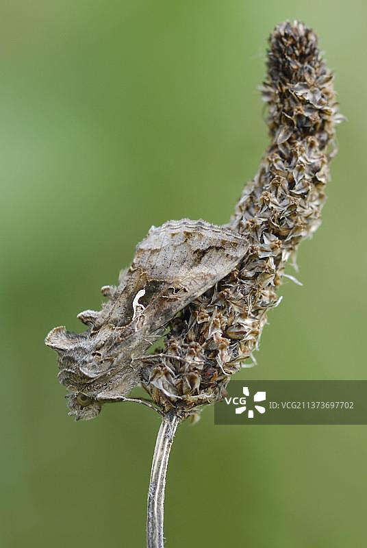 银色Y纹夜蛾栖息在戟叶车前草种子头上，位于英国威尔士卡马森郡彭布雷国家公园图片素材