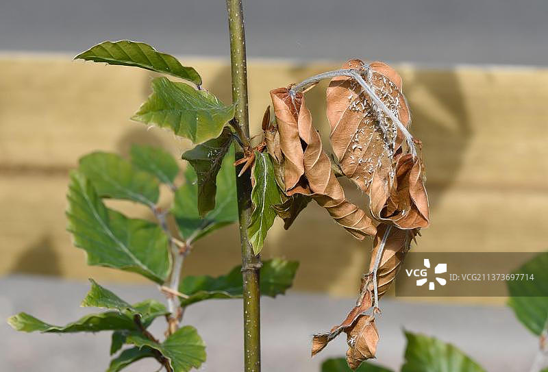 山毛榉蚜虫对英国伯克郡普通山毛榉幼枝的损害图片素材