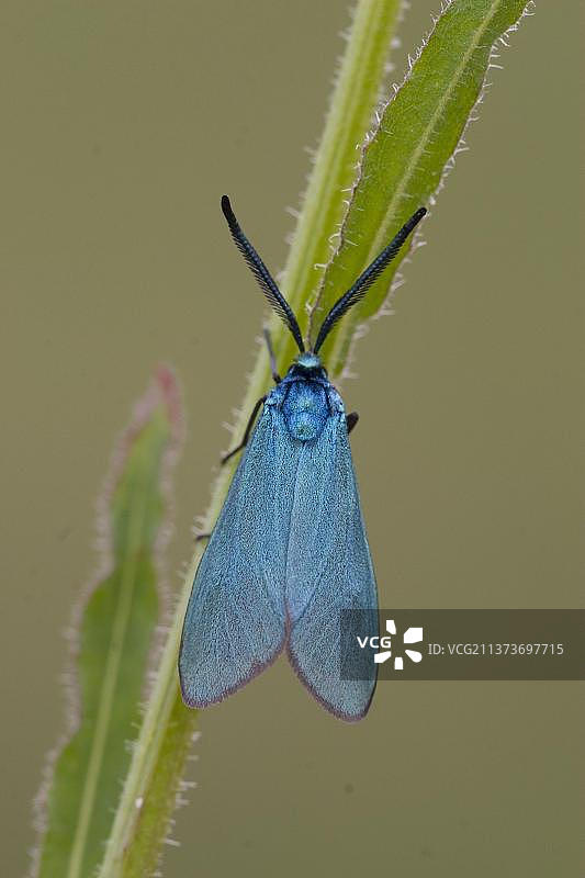 酢浆草绿寡妇，常见绿寡妇，其他动物，昆虫，蝴蝶，动物，林蛾（Zygaenidae）图片素材