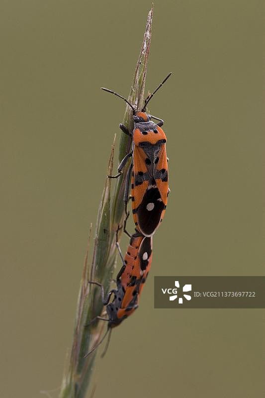 交配中的红蝽图片素材