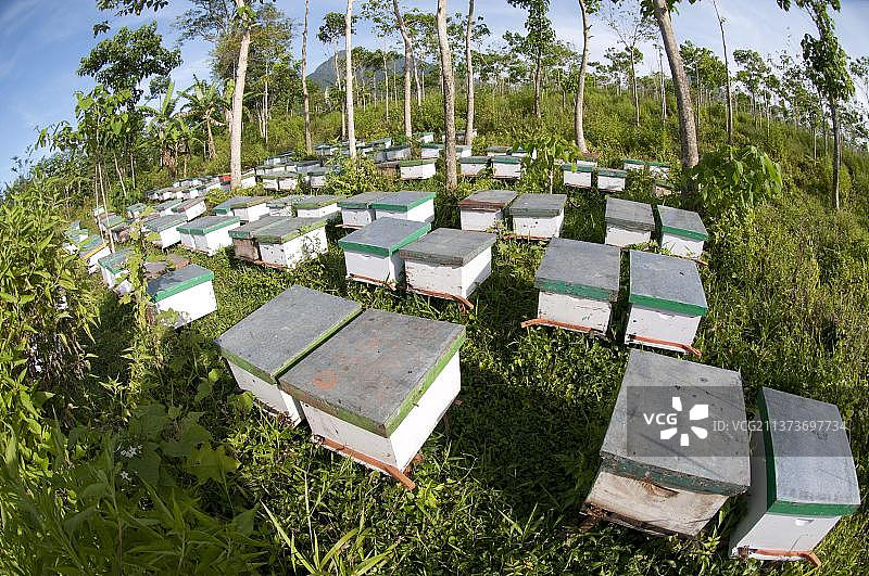 印度尼西亚东爪哇伊真火山坡上的蜂箱养蜂场图片素材